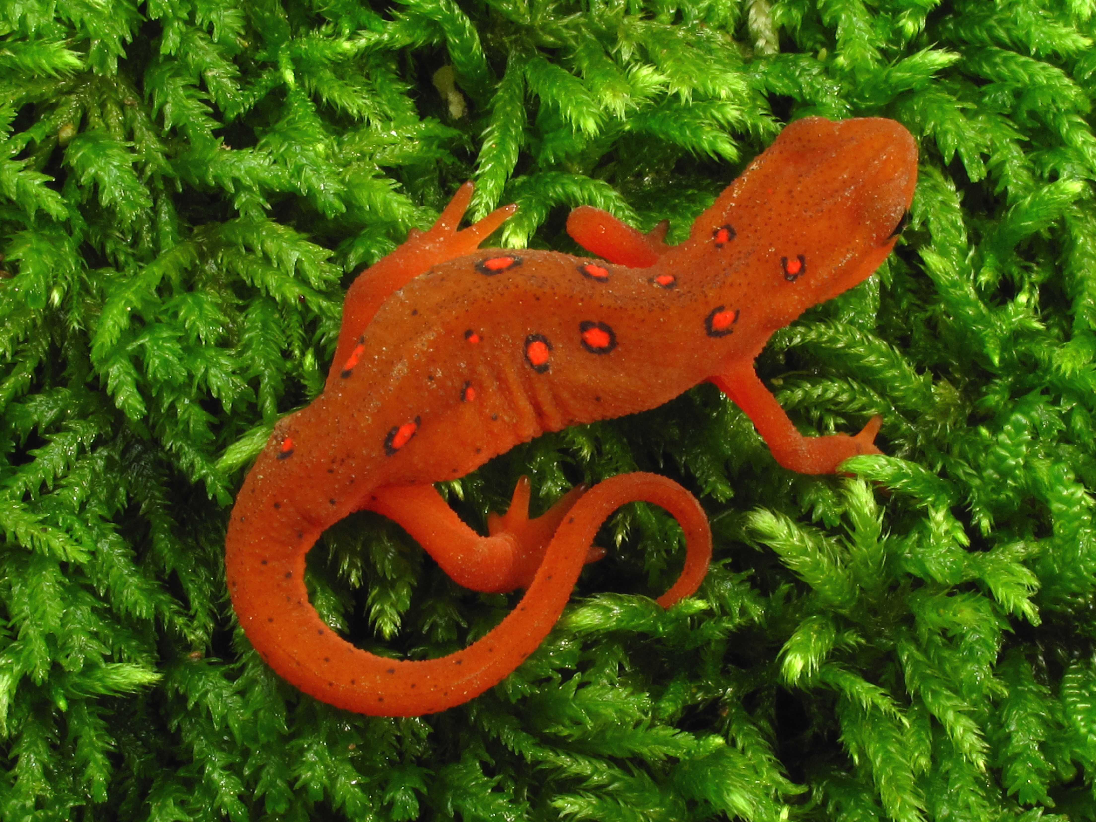 The eft stage of a red-spotted newt in Walker County, Georgia (Crockford-Pigeon Mountain Wildlife Management Area).<br />Photo by: Alan Cressler, USGS