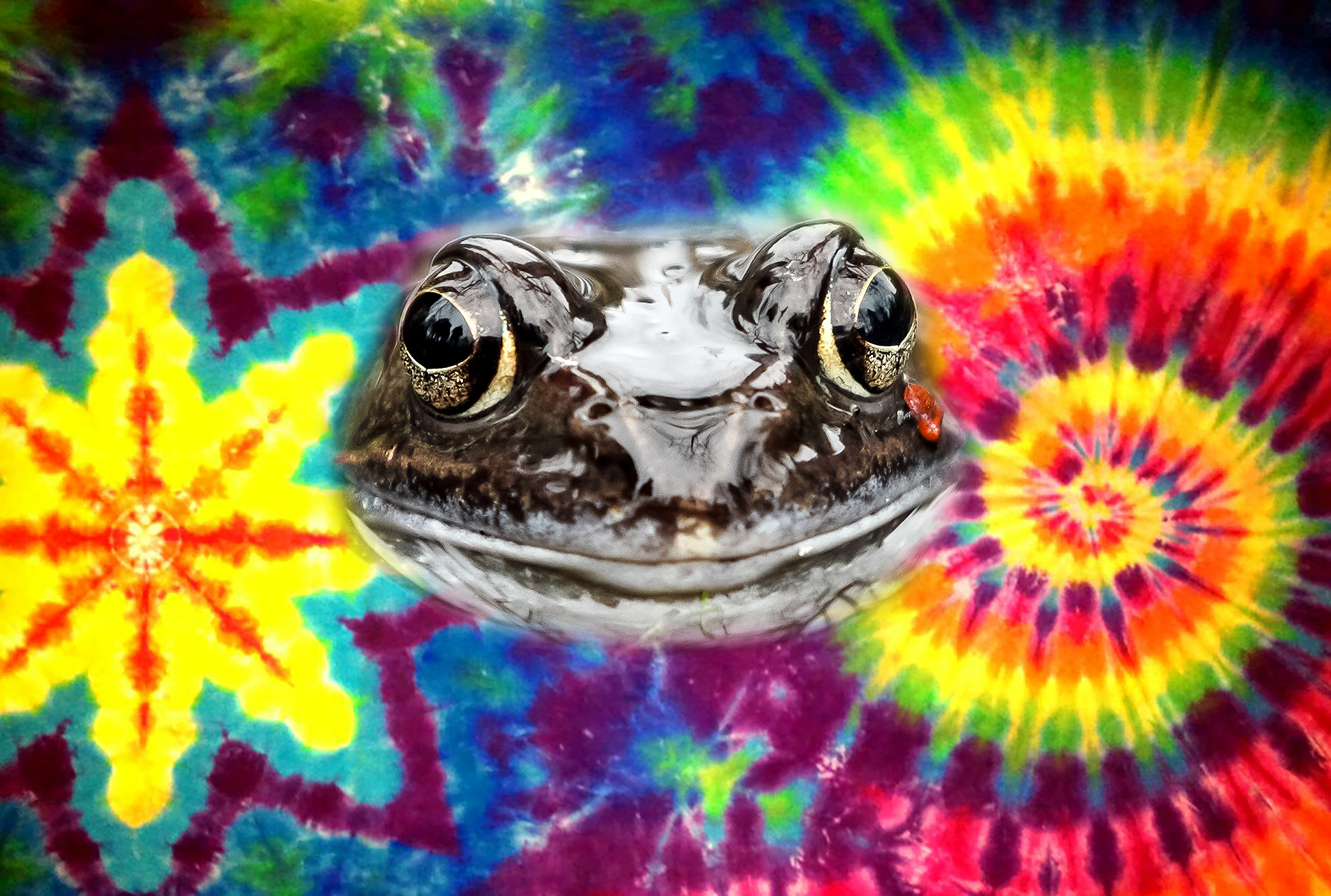 "Frog VI - Wide Smile" by callocx  is licensed under CC BY 2.0.