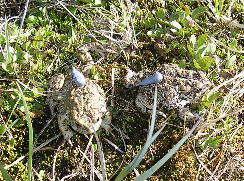 Released adult boreal toads with radio transmitters<br />Photo by: E. Muths
