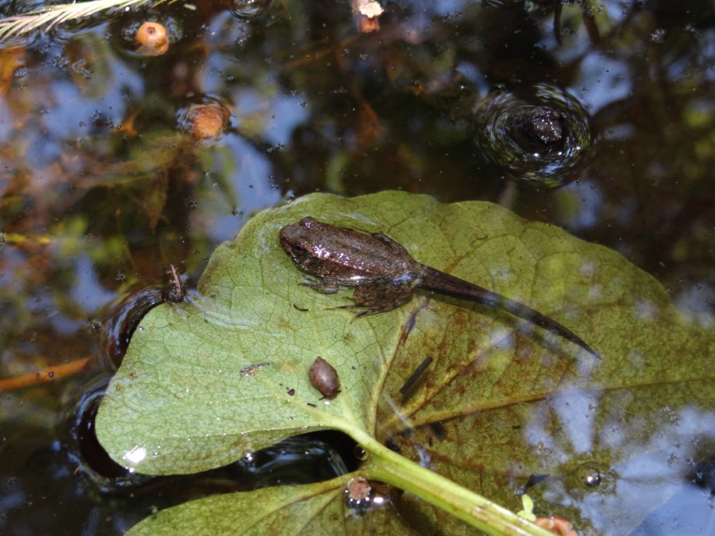 <strong>Source:</strong> USGS National Wetlands Research Center. <strong>Photographer:</strong> Brad M. Glorioso. Tailed metamorph. Jefferson Parish, Louisiana.<br /><em>Lithobates clamitans </em> - Green Frog