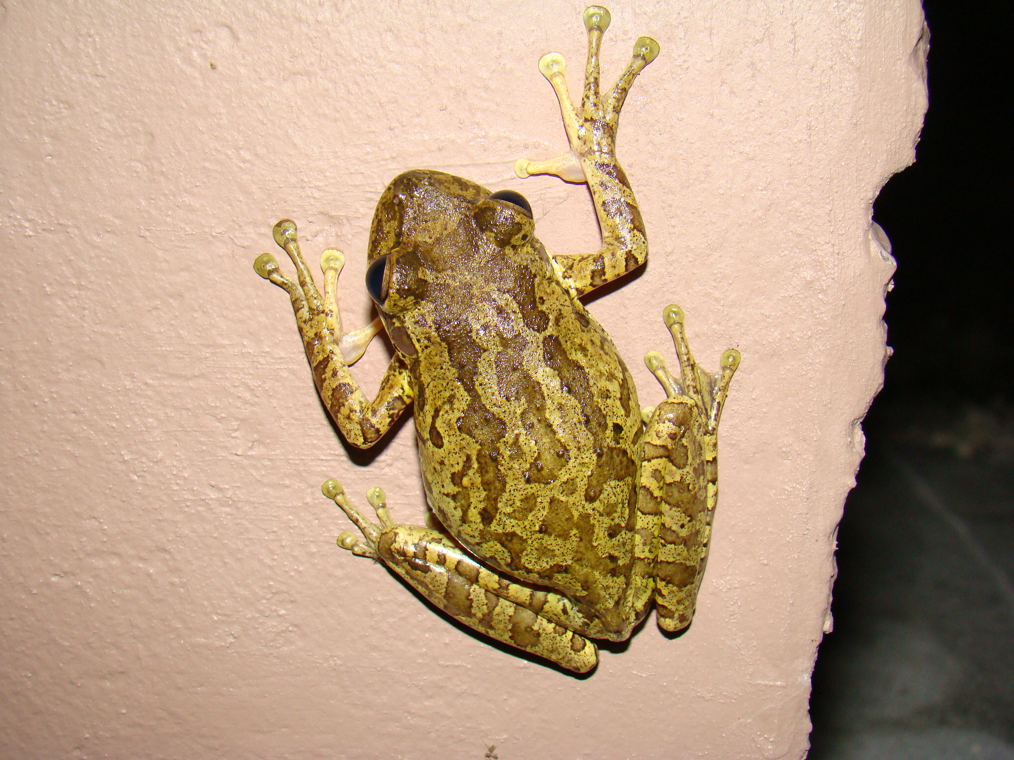 <strong>Source:</strong> USGS National Wetlands Research Center. <strong>Photographer:</strong> Brad M. Glorioso. Collier County, Florida.<br /><em>Osteopilus septentrionalis* </em> - Cuban Treefrog*
