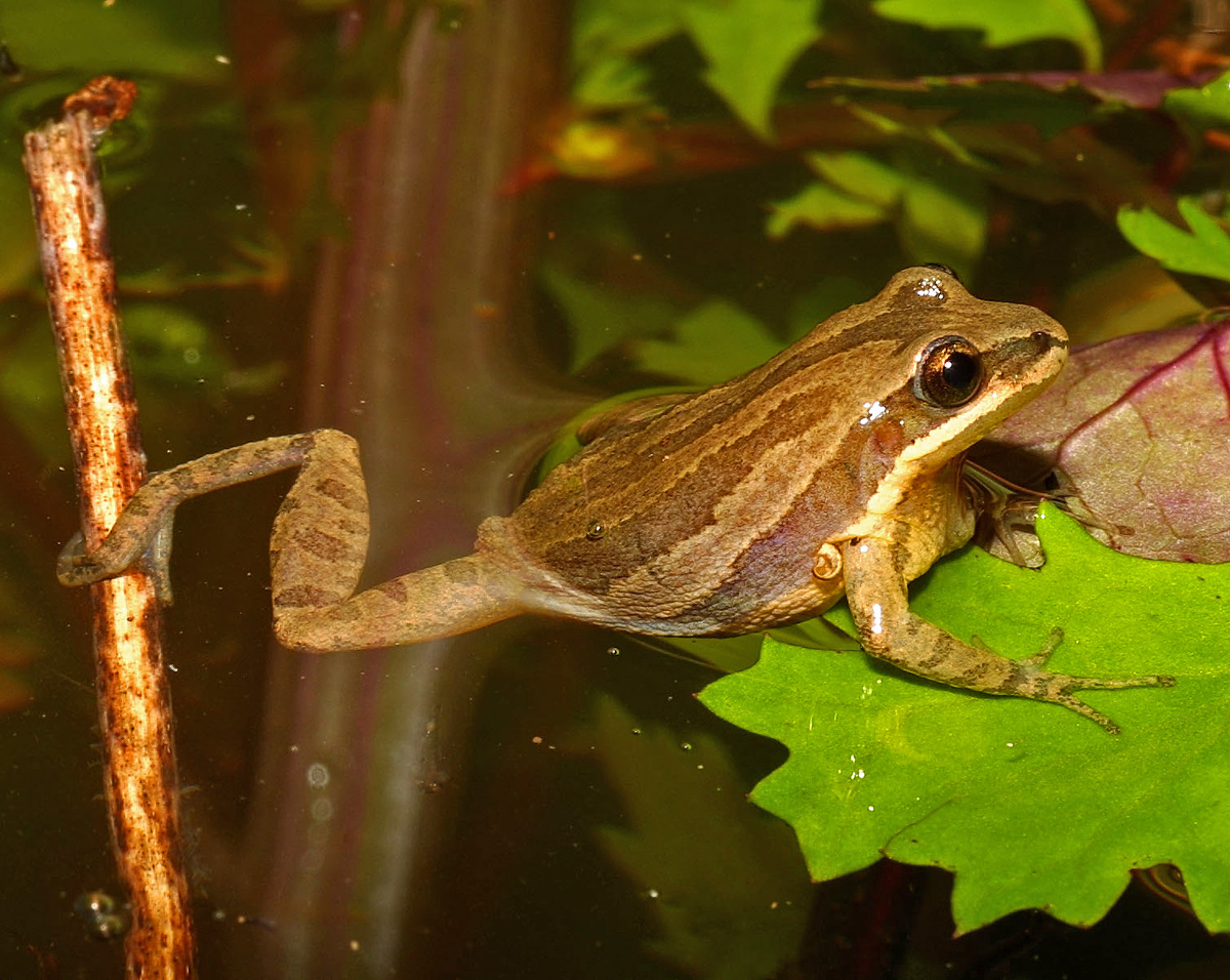 <strong>Source:</strong> USGS Western Ecological Research Center. <strong>Photographer:</strong> Chris Brown.<br /><em>Pseudacris fouquettei </em> - Cajun Chorus Frog