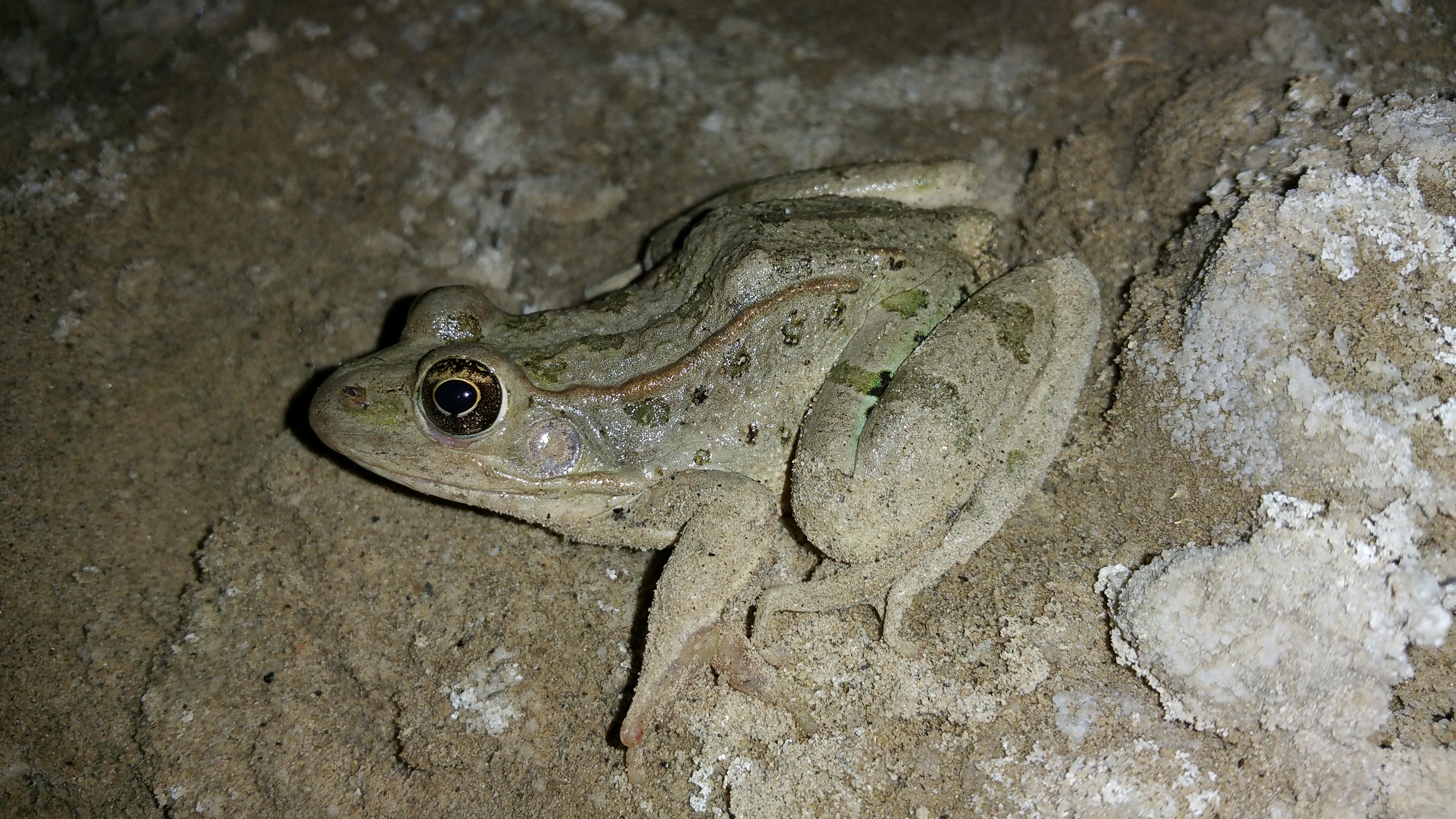 <strong>Source:</strong> USGS. <strong>Photographer:</strong> Adam Backlin. San Felipe Creek, Imperial County, CA<br /><em>Lithobates berlandieri </em> - Rio Grande Leopard Frog