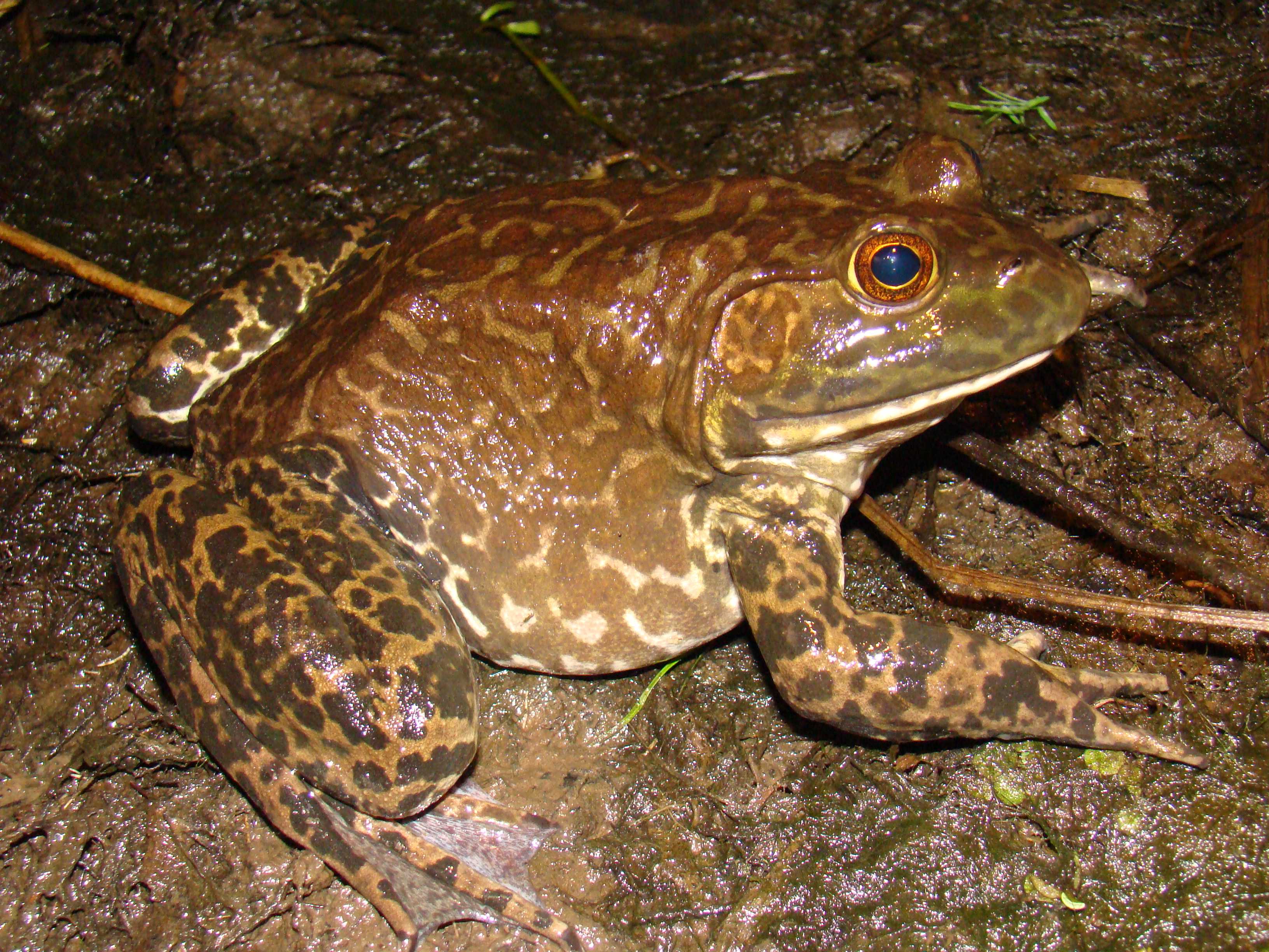 <strong>Source:</strong> USGS National Wetlands Research Center. <strong>Photographer:</strong> Brad M. Glorioso. Big Thicket National Preserve, Orange County, Texas.<br /><em>Lithobates catesbeianus </em> - American Bullfrog