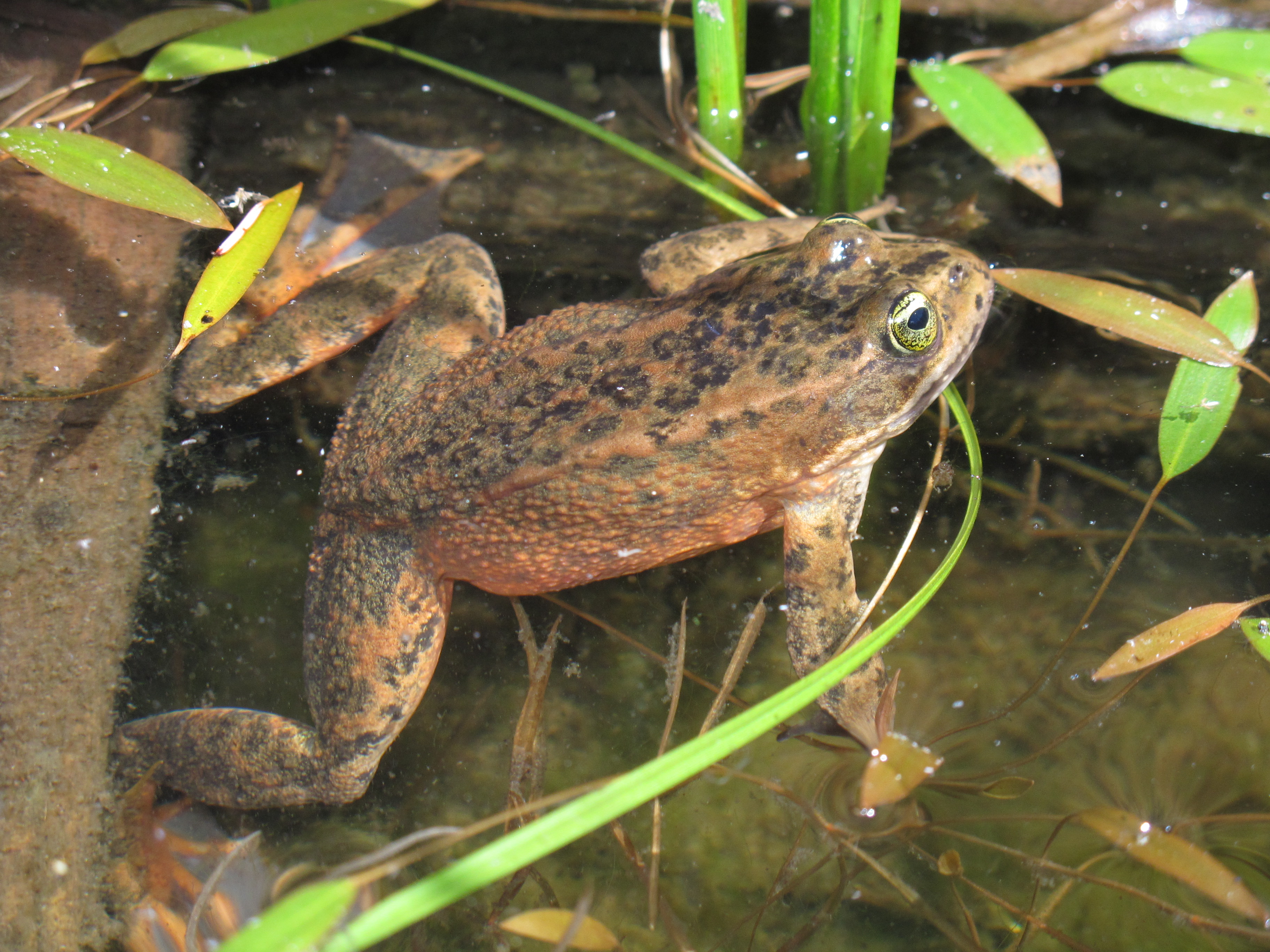 <strong>Source:</strong> USGS FRESC.<br /><em>Rana pretiosa </em> - Oregon Spotted Frog