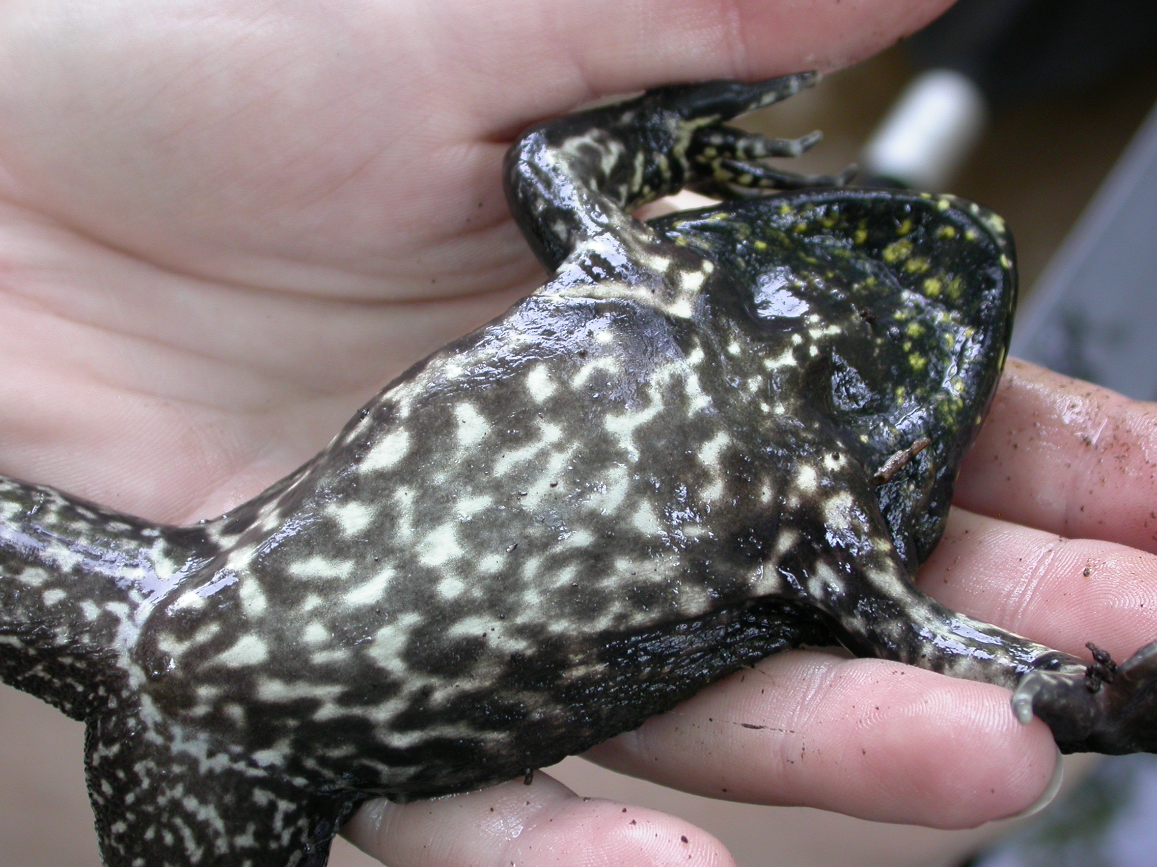 <strong>Source:</strong> USGS National Wetlands Research Center. <strong>Photographer:</strong> Hardin Waddle. Venter; Santa Fe River, Alachua County, Florida.<br /><em>Lithobates heckscheri </em> - River Frog