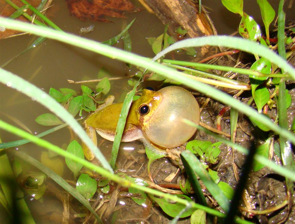 <strong>Source:</strong> USGS National Wetlands Research Center. <strong>Photographer:</strong> Brad M. Glorioso. Calling Male; Atchafalaya Basin, Louisiana.<br /><em>Hyla squirella </em> - Squirrel Treefrog