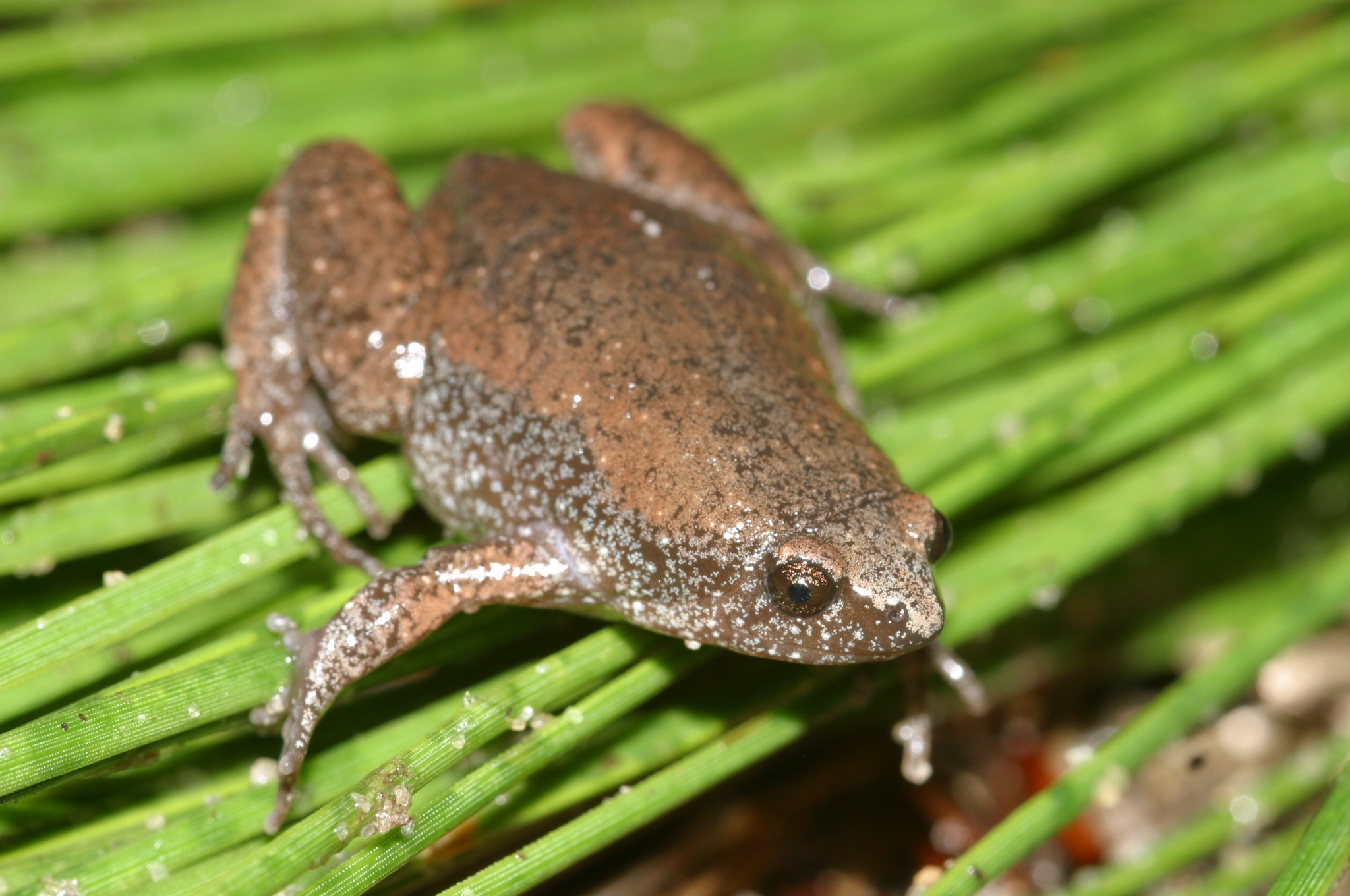 <strong>Source:</strong> USGS National Wetlands Research Center. <strong>Photographer:</strong> Jeromi Hefner. Skin Fold Behing Eyes Apparent; Florida Panhandle.<br /><em>Gastrophryne carolinensis </em> - Eastern Narrow-mouthed Toad