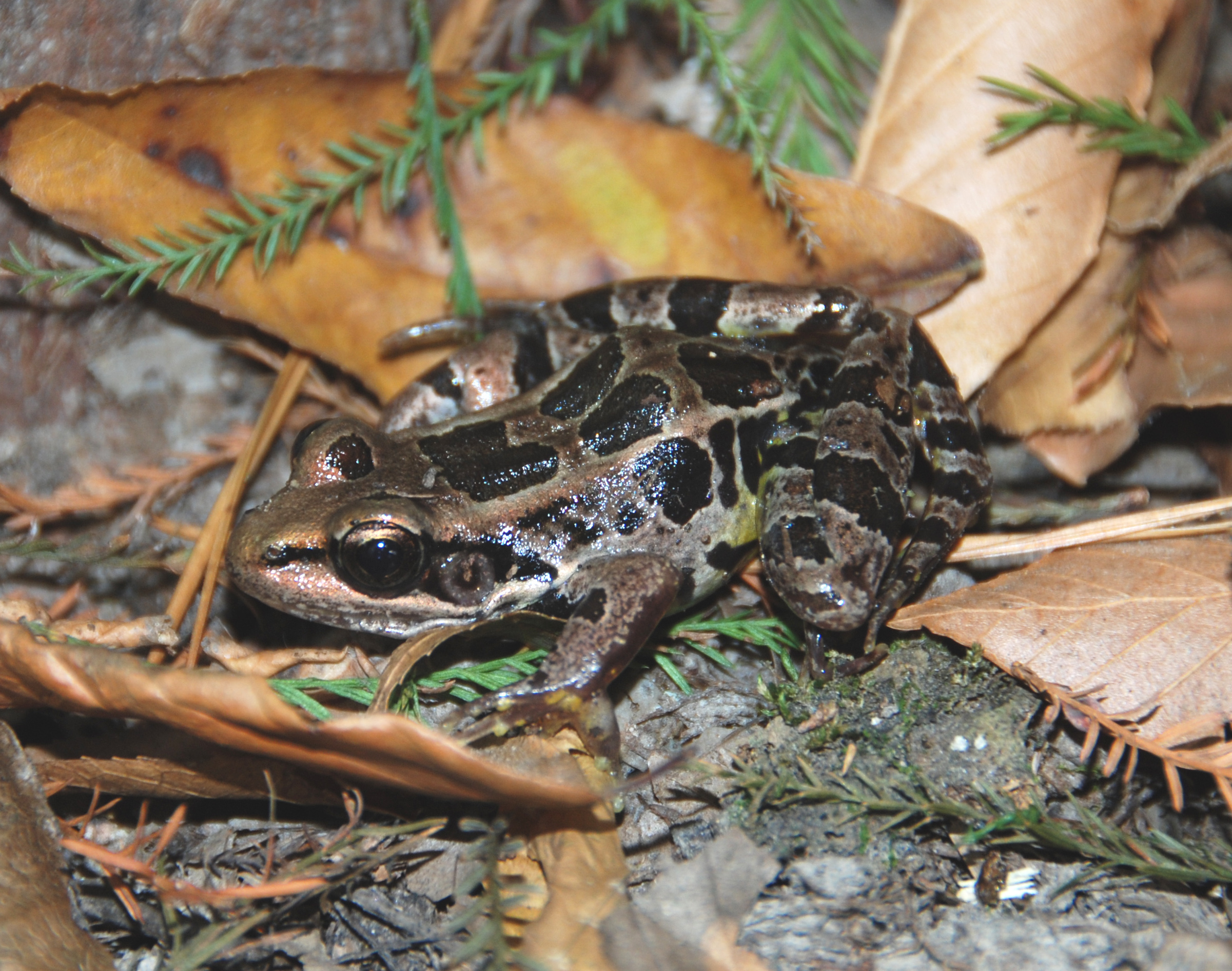 <strong>Source:</strong> USGS National Wetlands Research Center. <strong>Photographer:</strong> Brad M. Glorioso. Kisatchie National Forest, Natchitoches Parish, Louisiana.<br /><em>Lithobates palustris </em> - Pickerel Frog