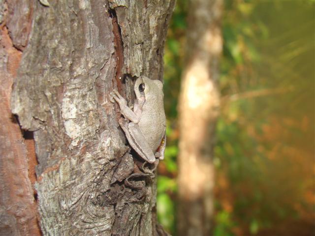 <strong>Source:</strong> USGS National Wetlands Research Center. <strong>Photographer:</strong> Brad M. Glorioso. St. Tammany Parish, Louisiana.<br /><em>Hyla femoralis </em> - Pine Woods Treefrog