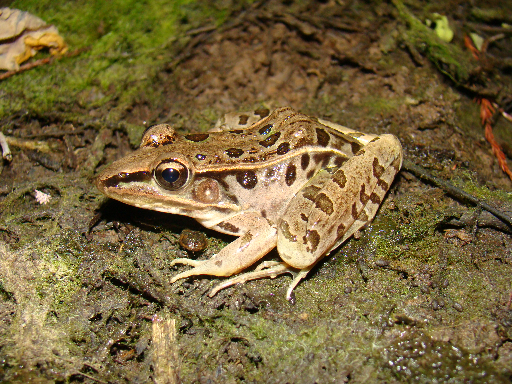 <strong>Source:</strong> USGS National Wetlands Research Center. <strong>Photographer:</strong> Brad M. Glorioso. Big Thicket National Preserve, Orange County, Texas.<br /><em>Lithobates sphenocephalus </em> - Southern Leopard Frog