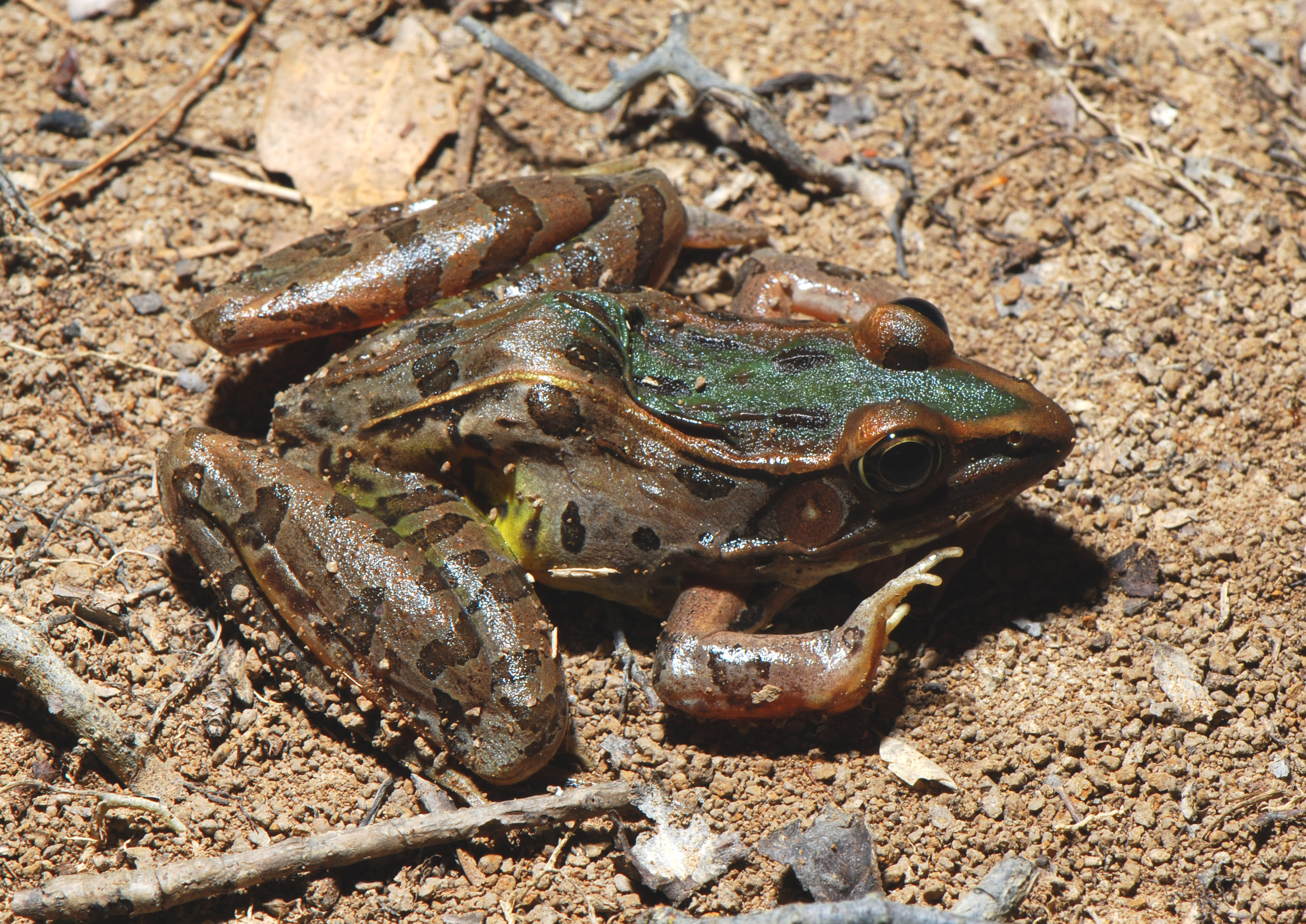 <strong>Source:</strong> USGS National Wetlands Research Center. <strong>Photographer:</strong> Hardin Waddle. Defensive Posture; Big Thicket National Preserve, Orange County, Texas.<br /><em>Lithobates sphenocephalus </em> - Southern Leopard Frog