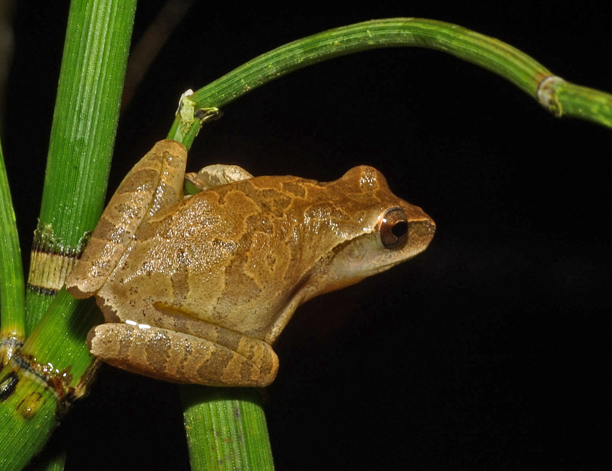<strong>Source:</strong> USGS Western Ecological Research Center. <strong>Photographer:</strong> Chris Brown.<br /><em>Pseudacris crucifer </em> - Spring Peeper