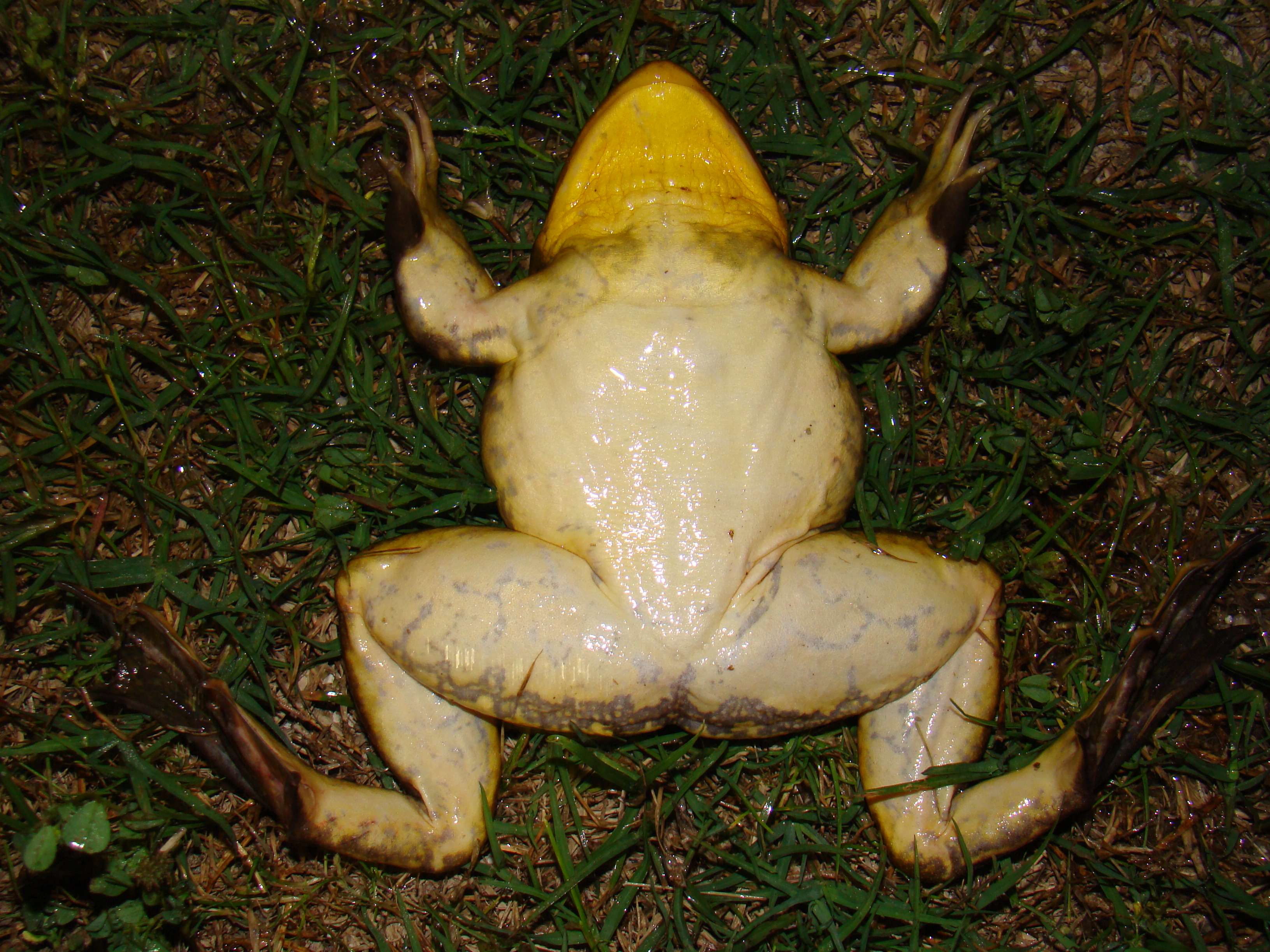 <strong>Source:</strong> USGS National Wetlands Research Center. <strong>Photographer:</strong> Brad M. Glorioso. Male Venter; Atchafalaya Basin, Louisiana.<br /><em>Lithobates grylio </em> - Pig Frog