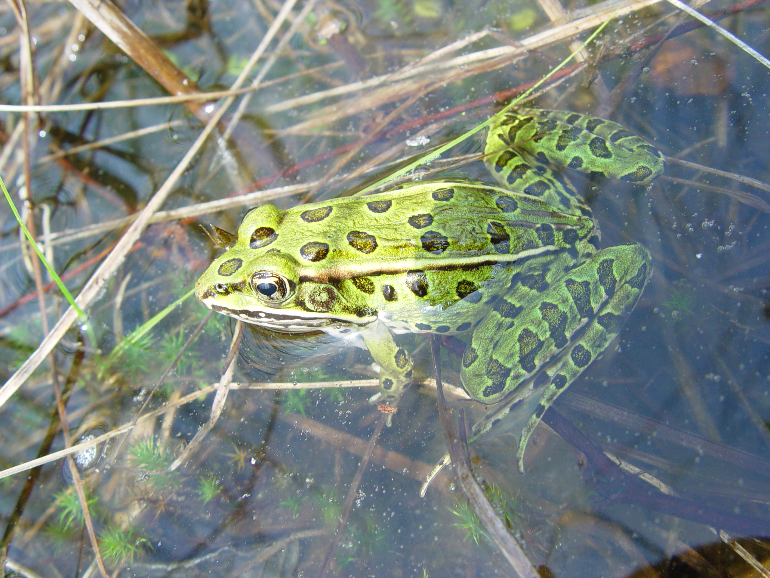<strong>Source:</strong> Upper Midwest Environmental Sciences Center. <strong>Photographer:</strong> Mark Roth. NRCS WRP land in Worth County, Iowa<br /><em>Lithobates pipiens </em> - Northern Leopard Frog