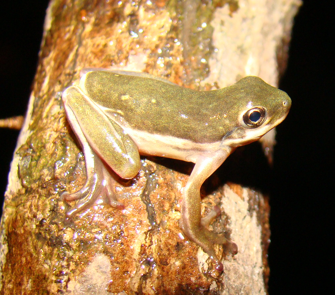 <strong>Source:</strong> USGS National Wetlands Research Center. <strong>Photographer:</strong> Brad M. Glorioso. Near completion of metamorphosis...note tail stub and still rounded mouth; Atchafalaya Basin, Louisiana.<br /><em>Hyla cinerea </em> - Green Treefrog