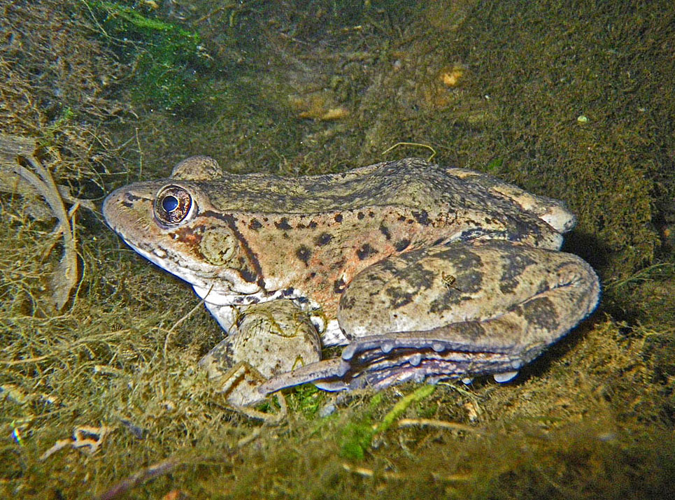 <strong>Source:</strong> USGS Western Ecological Research Center. <strong>Photographer:</strong> Chris Brown.<br /><em>Rana draytonii </em> - California Red-legged Frog