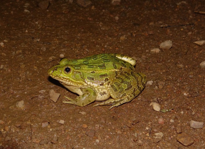 <strong>Source:</strong> USGS National Wetlands Research Center. <strong>Photographer:</strong> Brad M. Glorioso. Adult female. Pima County, Arizona.<br /><em>Lithobates chiricahuensis </em> - Chiricahua Leopard Frog