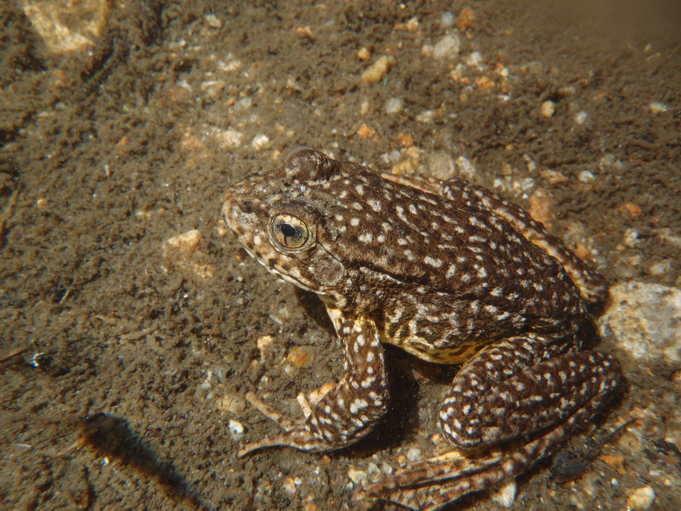 <strong>Source:</strong> USGS Western Ecological Research Center. <strong>Photographer:</strong> Devin Edmonds.<br /><em>Rana sierrae </em> - Sierra Nevada Yellow-legged Frog