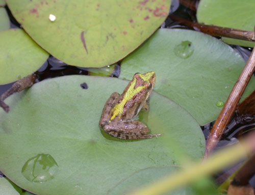<strong>Source:</strong> Savannah River Ecology Lab. <strong>Photographer:</strong> John D. Willson. Aiken County, South Carolina.<br /><em>Acris gryllus </em> - Southern Cricket Frog