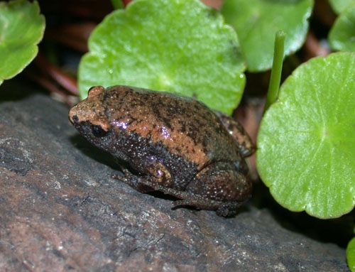 <strong>Source:</strong> Savannah River Ecology Lab. <strong>Photographer:</strong> John D. Willson. Cape Hatteras National Seashore, North Carolina.<br /><em>Gastrophryne carolinensis </em> - Eastern Narrow-mouthed Toad