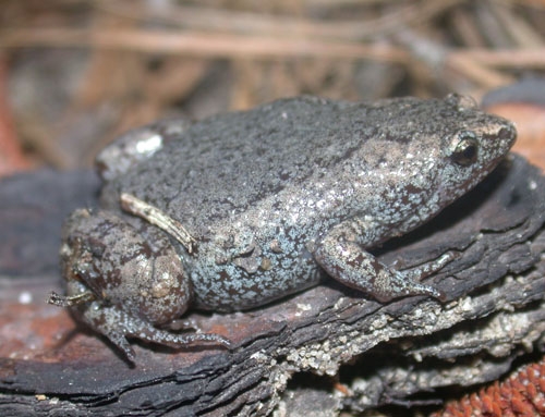 <strong>Source:</strong> Savannah River Ecology Lab. <strong>Photographer:</strong> John D. Willson. Aiken County, South Carolina.<br /><em>Gastrophryne carolinensis </em> - Eastern Narrow-mouthed Toad