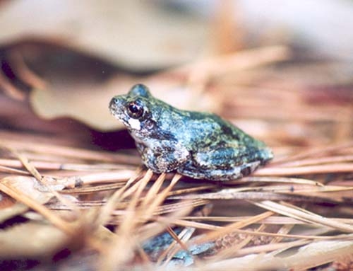 <strong>Source:</strong> USGS National Wetlands Research Center. <strong>Photographer:</strong> Dana Drake. Grant Parish, Louisiana.<br /><em>Hyla avivoca </em> - Bird-voiced Treefrog