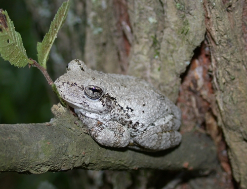 <strong>Source:</strong> Savannah River Ecology Lab. <strong>Photographer:</strong> John D. Willson. Ocmulgee National Monument, Georgia.<br /><em>Hyla chrysoscelis </em> - Cope's Gray Treefrog