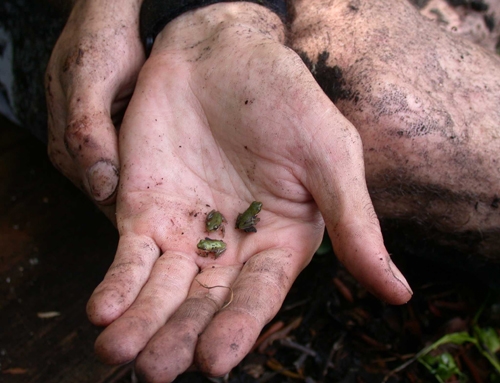 <strong>Source:</strong> Savannah River Ecology Lab. <strong>Photographer:</strong> John D. Willson. Metamorphs. Cape Hatteras National Seashore, North Carolina.
<br /><em>Hyla cinerea </em> - Green Treefrog