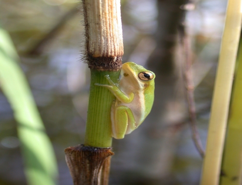 <strong>Source:</strong> Savannah River Ecology Lab. <strong>Photographer:</strong> John D. Willson. Metamorph. Timicuan National Ecological and Historic Preserve, Florida.<br /><em>Hyla cinerea </em> - Green Treefrog