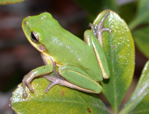 <strong>Source:</strong> Savannah River Ecology Lab. <strong>Photographer:</strong> John D. Willson. St. Johns County, Florida.<br /><em>Hyla squirella </em> - Squirrel Treefrog