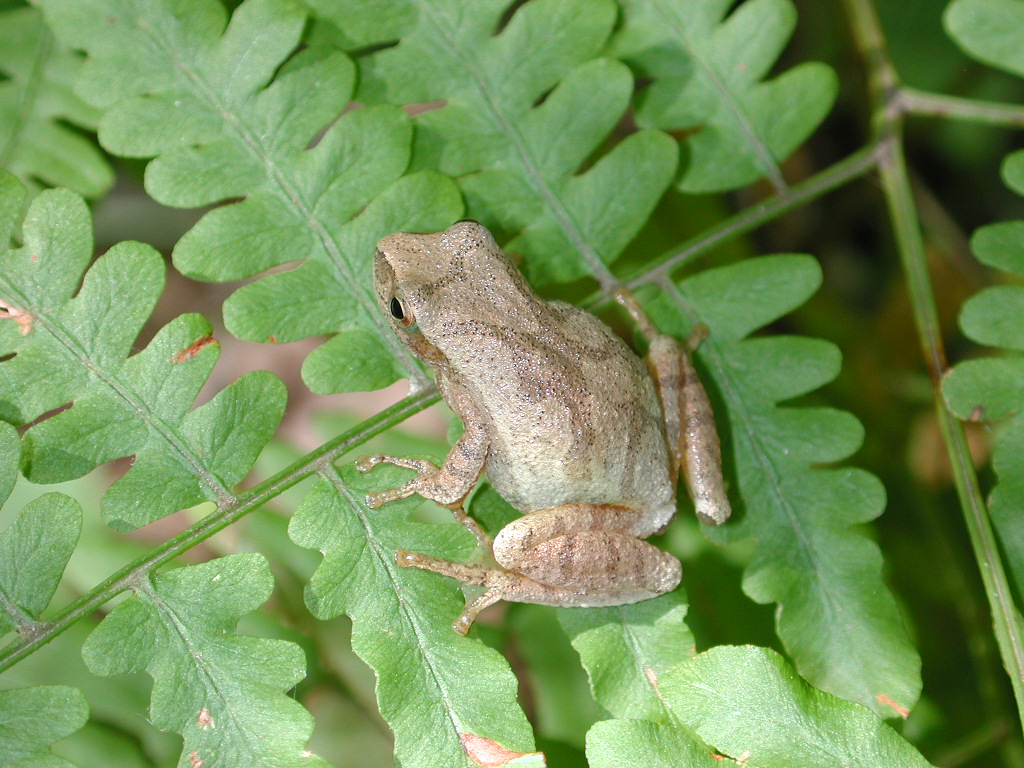 <strong>Source:</strong> USGS Upper Midwest Environmental Sciences Center. <strong>Photographer:</strong> Mark Roth. St. Croix National Scenic Riverway, Minnesota/Wisconsin<br /><em>Pseudacris crucifer </em> - Spring Peeper