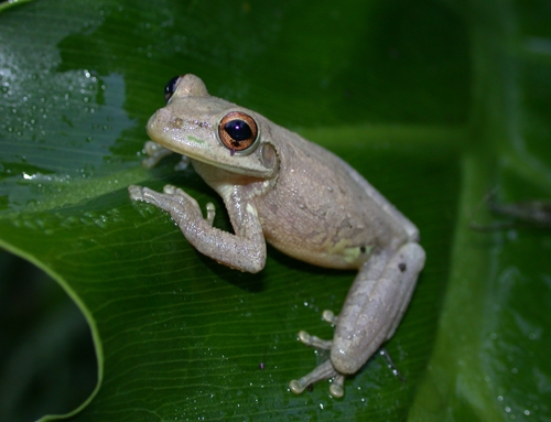 <strong>Source:</strong> Savannah River Ecology Lab. <strong>Photographer:</strong> John D. Willson. Volusia County, Florida.<br /><em>Osteopilus septentrionalis* </em> - Cuban Treefrog*