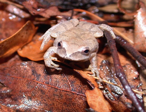 <strong>Source:</strong> USGS Patuxent Wildlife Research Center. <strong>Photographer:</strong> Lindsay Funk.<br /><em>Pseudacris crucifer </em> - Spring Peeper