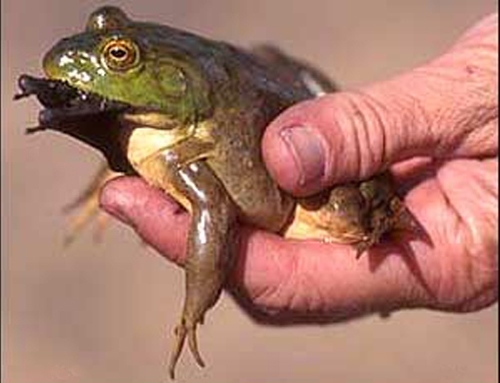 <strong>Source:</strong> USGS Western Ecology Research Center. <strong>Photographer:</strong> Cecil Schwalbe. Bullfrog eating a bat in the San Bernadino National Wildlife Refuge in the Sonoran Desert<br /><em>Lithobates catesbeianus </em> - American Bullfrog