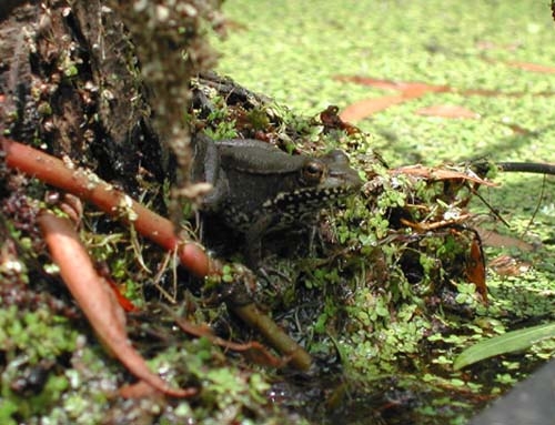 <strong>Source:</strong> USGS National Wetlands Research Center. <strong>Photographer:</strong> Dana Drake. St. Martin Parish, Louisiana.<br /><em>Lithobates clamitans </em> - Green Frog