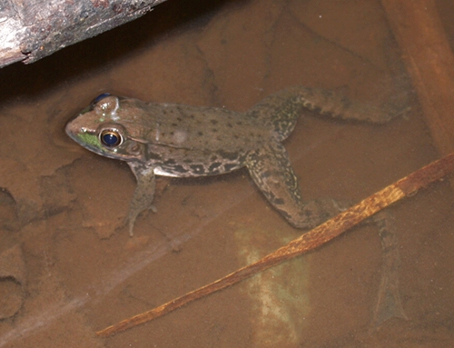 <strong>Source:</strong> USGS Patuxent Wildlife Research Center. <strong>Photographer:</strong> Lindsay Funk.<br /><em>Lithobates clamitans </em> - Green Frog