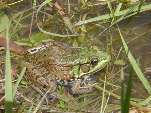 <strong>Source:</strong> Savannah River Ecology Lab. <strong>Photographer:</strong> John D. Willson. Middlesex County, Massachusetts.
<br /><em>Lithobates clamitans </em> - Green Frog
