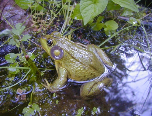 <strong>Source:</strong> Savannah River Ecology Lab. <strong>Photographer:</strong> John D. Willson. Islesboro Island, Waldo County, Maine.
<br /><em>Lithobates clamitans </em> - Green Frog