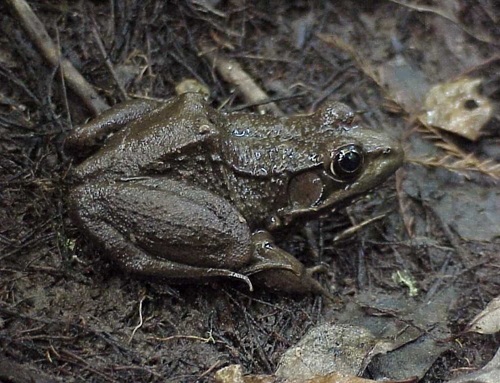 <strong>Source:</strong> Savannah River Ecology Lab. <strong>Photographer:</strong> John D. Willson. Congaree Swamp National Monument, South Carolina.
<br /><em>Lithobates clamitans </em> - Green Frog
