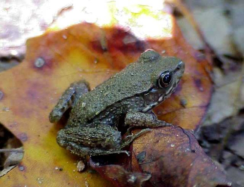 <strong>Source:</strong> Savannah River Ecology Lab. <strong>Photographer:</strong> John D. Willson. Juvenile. Mecklenburg County, North Carolina.
<br /><em>Lithobates clamitans </em> - Green Frog