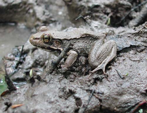 <strong>Source:</strong> USGS National Wetlands Research Center. <strong>Photographer:</strong> Dana Drake. St. Martin Parish, Louisiana.<br /><em>Lithobates clamitans </em> - Green Frog