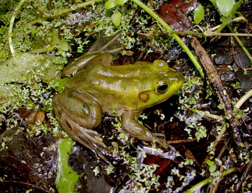 <strong>Source:</strong> Savannah River Ecology Lab. <strong>Photographer:</strong> John D. Willson. Timicuan National Ecological and Historic Preserve, Florida.
<br /><em>Lithobates grylio </em> - Pig Frog