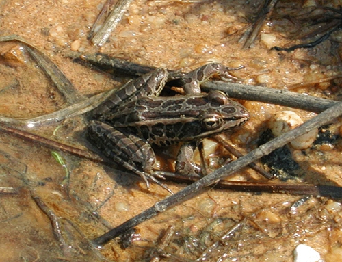 <strong>Source:</strong> USGS Patuxent Wildlife Research Center. <strong>Photographer:</strong> Priya Nanjappa.<br /><em>Lithobates palustris </em> - Pickerel Frog