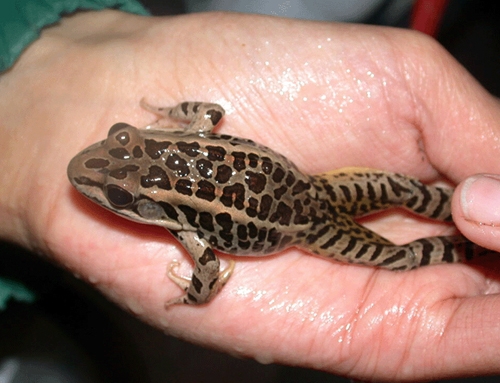 <strong>Source:</strong> USGS Patuxent Wildlife Research Center. <strong>Photographer:</strong> Sara Faust.<br /><em>Lithobates palustris </em> - Pickerel Frog