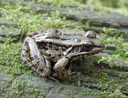 <strong>Source:</strong> Savannah River Ecology Lab. <strong>Photographer:</strong> John D. Willson. Congaree Swamp National Monument, South Carolina.
<br /><em>Lithobates palustris </em> - Pickerel Frog