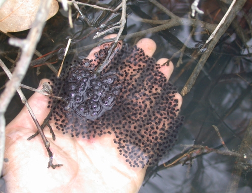 <strong>Source:</strong> Savannah River Ecology Lab. <strong>Photographer:</strong> John D. Willson. Eggs of subspecies utricularia. Lancaster County, South Carolina.
<br /><em>Lithobates sphenocephalus </em> - Southern Leopard Frog