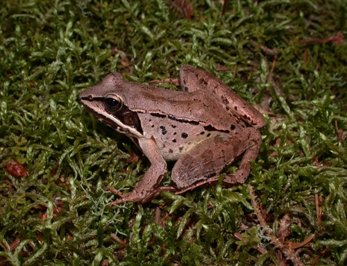 <strong>Source:</strong> Savannah River Ecology Lab. <strong>Photographer:</strong> John D. Willson. Islesboro Island, Waldo County, Maine.
<br /><em>Lithobates sylvaticus </em> - Wood Frog