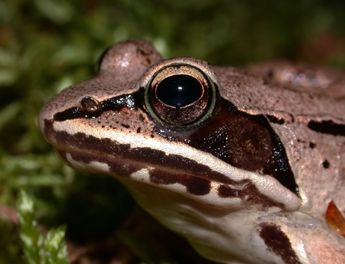 <strong>Source:</strong> Savannah River Ecology Lab. <strong>Photographer:</strong> John D. Willson. Islesboro Island, Waldo County, Maine.
<br /><em>Lithobates sylvaticus </em> - Wood Frog