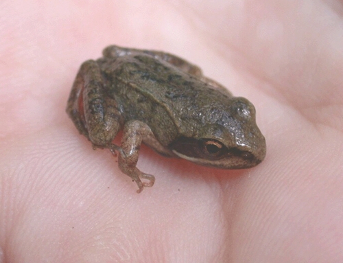 <strong>Source:</strong> USGS Patuxent Wildlife Research Center. <strong>Photographer:</strong> Sheera Schneider.<br /><em>Lithobates sylvaticus </em> - Wood Frog